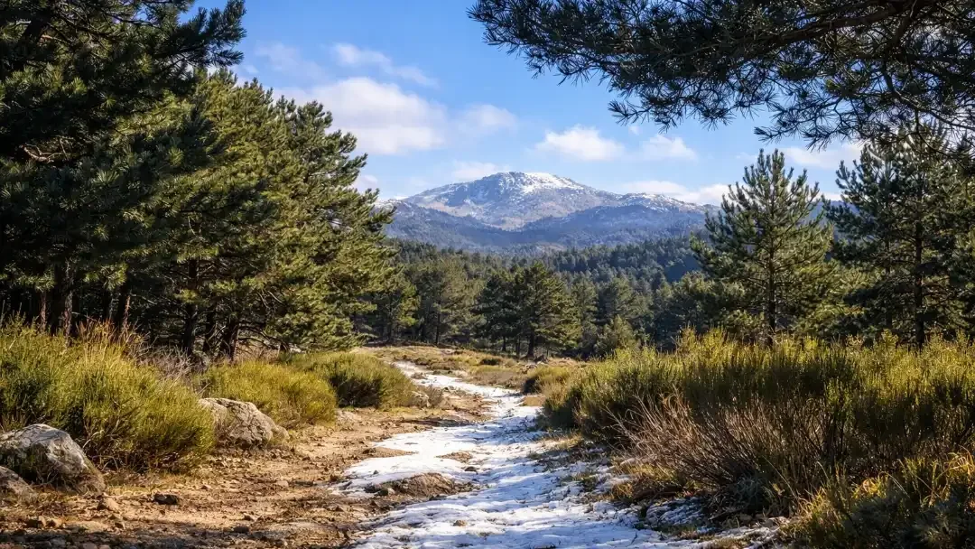 Un camino forestal entre pinares